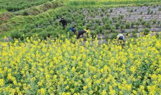 中草药种植基地